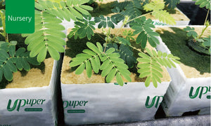 UPuper® Cultivation Block - CB 100L(4"x4"x4") - Case(144 Pcs)