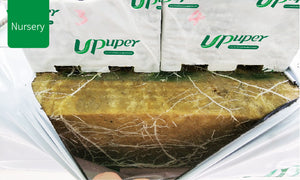 UPuper® Cultivation Block - CB 100M(4"x4"x3") - Case(216 Pcs)