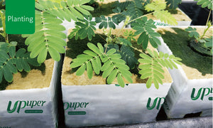 UPuper® Cultivation Block - CB 200 Pro (8"x8"x8") - Case (18 Pcs)